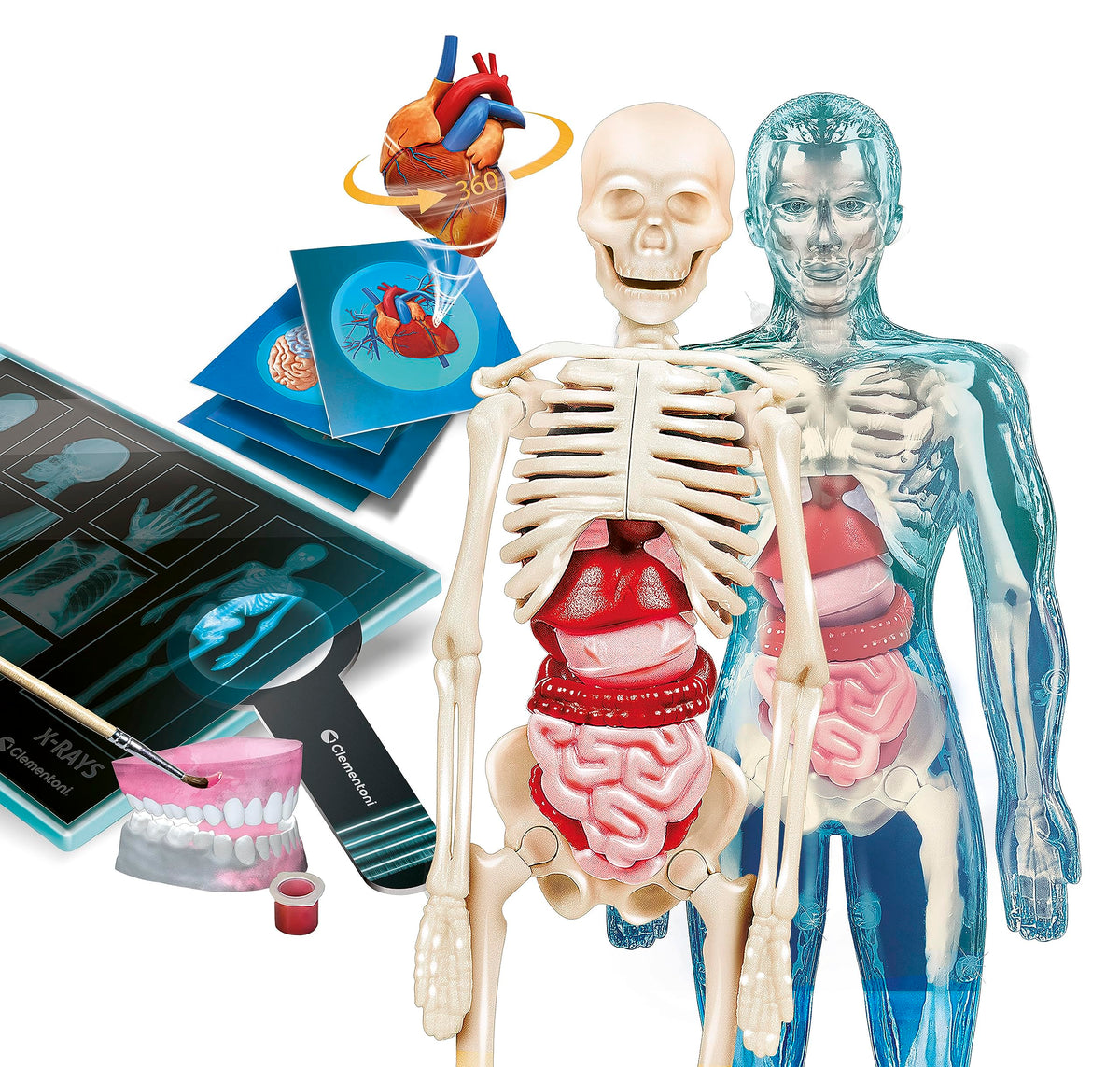 Clementoni Superanatomy - Scientific Anatomy Toy with Dedicated App and Augmented Reality, Discovering the Human Body, Ages 8+, Toy in Spanish (55509)